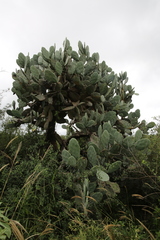Opuntia quimilo