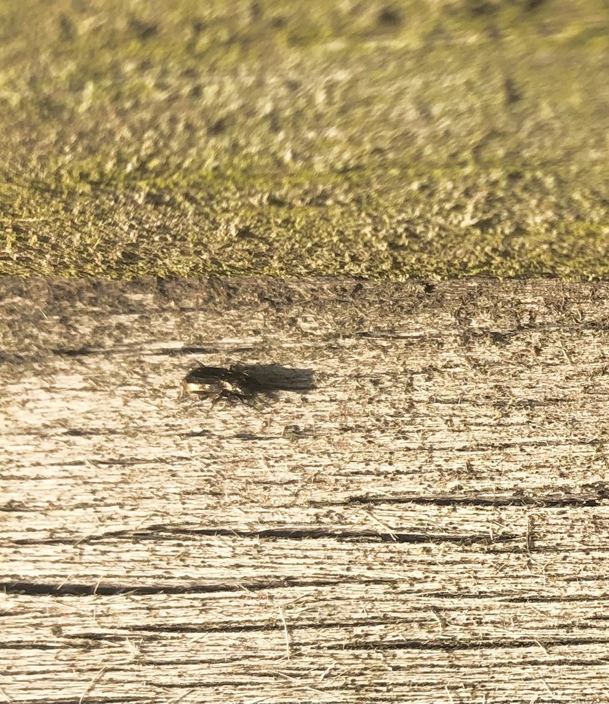 Notiophilus from Eglingham Way, Morpeth, England, GB on February 28