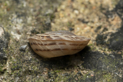Levantina spiriplana