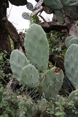 Opuntia quimilo