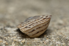 Levantina spiriplana