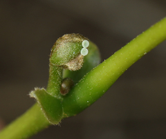 Jamides celeno celeno