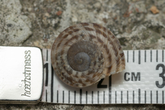 Levantina spiriplana
