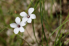 Linaceae