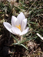 Crocus versicolor