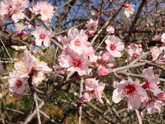 Prunus webbii