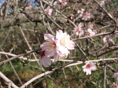Prunus webbii