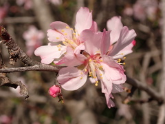 Prunus webbii