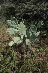 Opuntia quimilo
