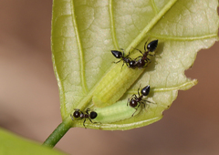 Jamides celeno celeno