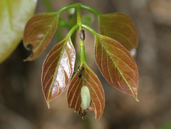 Jamides celeno celeno