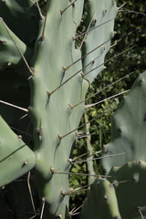 Opuntia quimilo