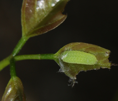 Jamides celeno celeno