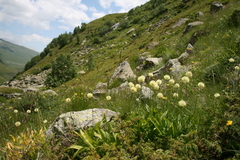 Allium victorialis