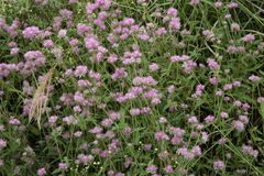 Gomphrena pulchella