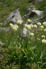 Allium victorialis
