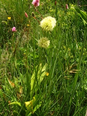 Allium victorialis
