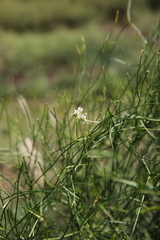 Funastrum gracile