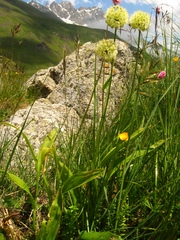 Allium victorialis