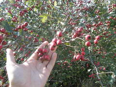 Crataegus