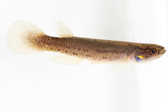 Cynodonichthys brunneus