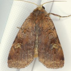 Diarsia jucunda