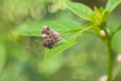 Aubergina vanessoides