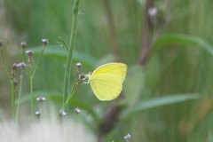 Pyrisitia leuce leuce