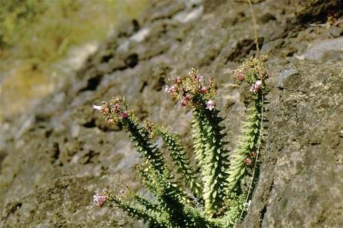 Wahlenbergia berteroi in life
