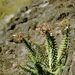 Wahlenbergia berteroi - Photo (c) coqwallon, algunos derechos reservados (CC BY-NC), subido por coqwallon