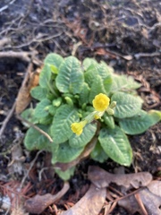 Primula