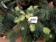 Wollemia nobilis