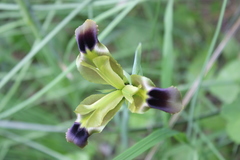Iris tuberosa
