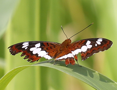 Moduza procris undifragus