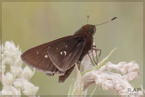 Hidden-ray Skipper