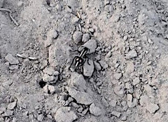 Traumatomutilla centralis