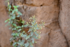 Blumea paniculata