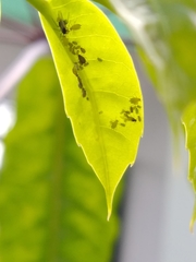 Aphis spiraecola