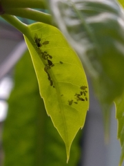 Aphis spiraecola
