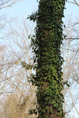 Hedera pastuchovii