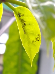 Aphis spiraecola