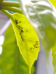 Aphis spiraecola