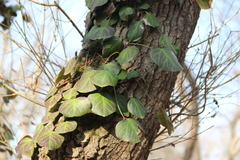 Hedera pastuchovii