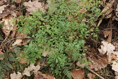 Ceratocapnos claviculata