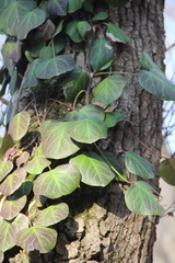 Hedera pastuchovii