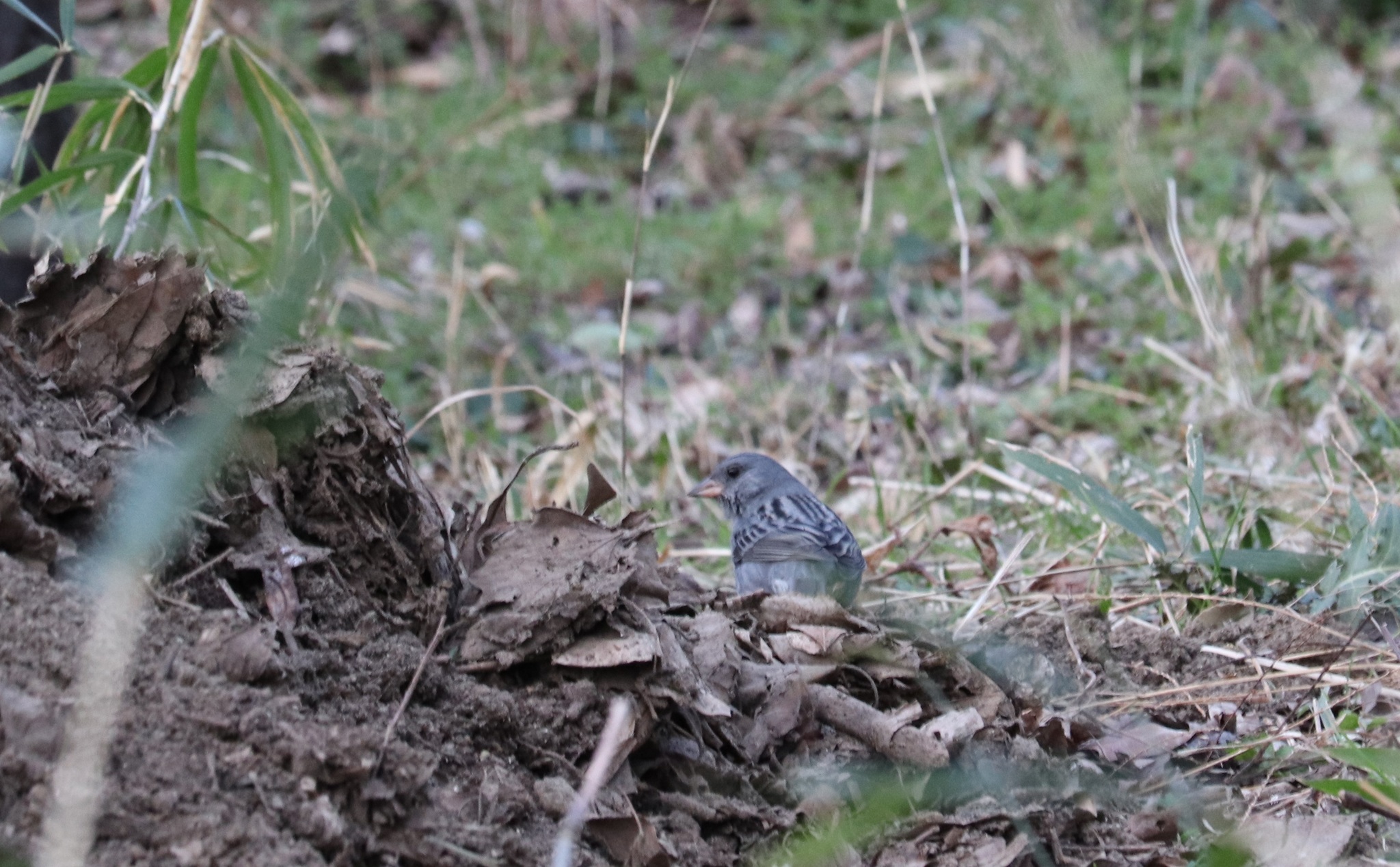 Grey Bunting