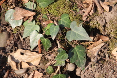 Hedera pastuchovii