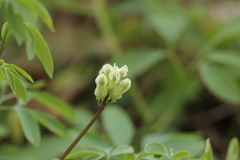 Ceratocapnos claviculata