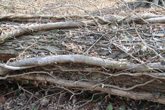 Hedera pastuchovii