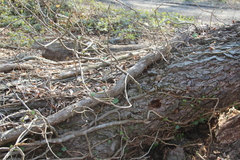 Hedera pastuchovii